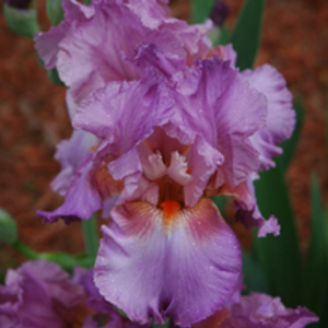 DonnaLongino's avatar